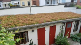 Begrünte Dächer für ein besseres Klima