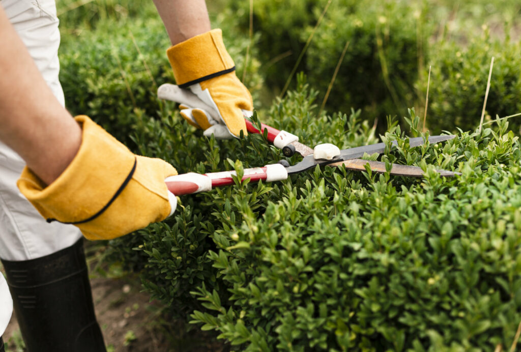 Gartenarbeit im Frühjahr: Person beschneidet Büsche mit Heckenschere