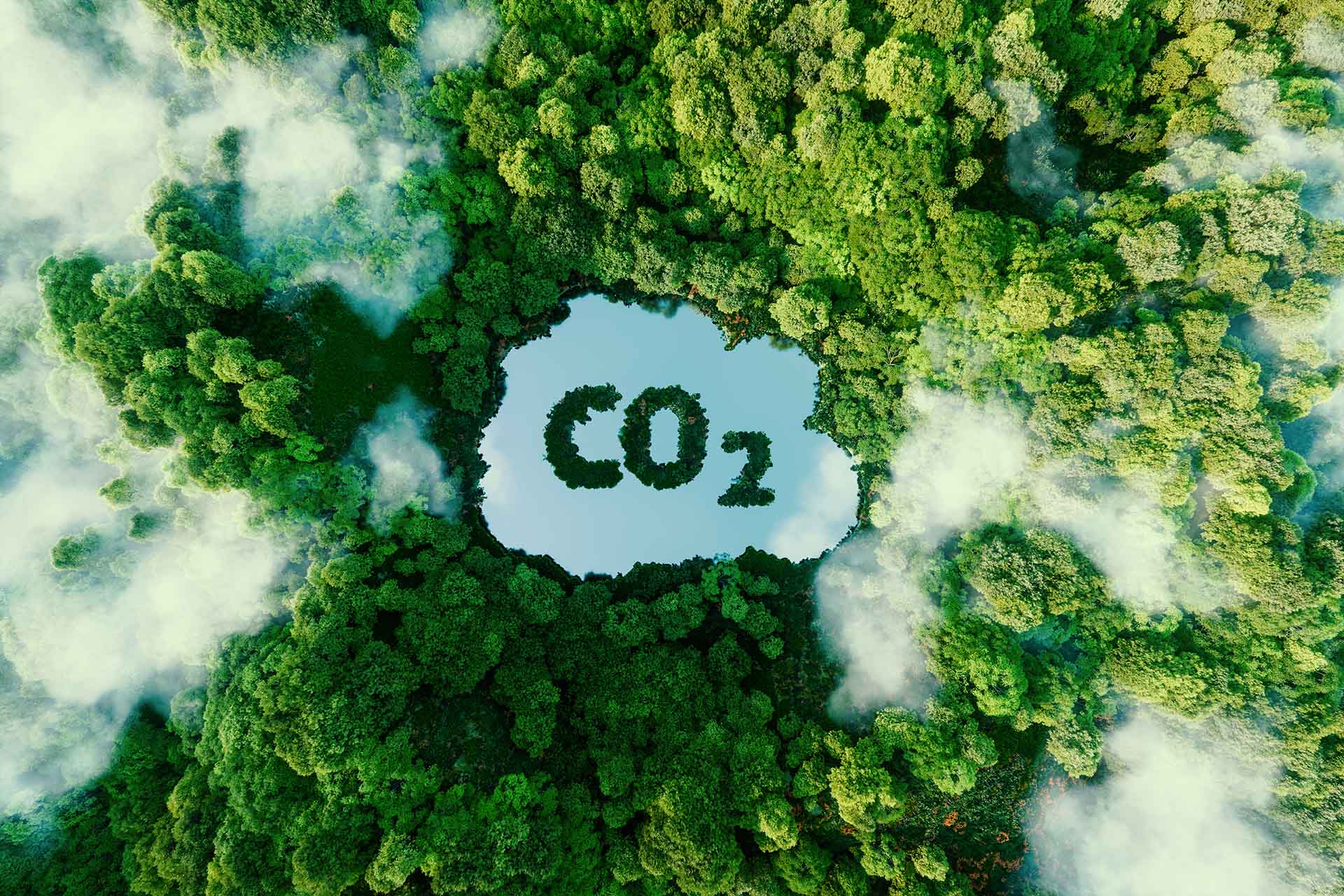 CO2-Abdruck im Wald