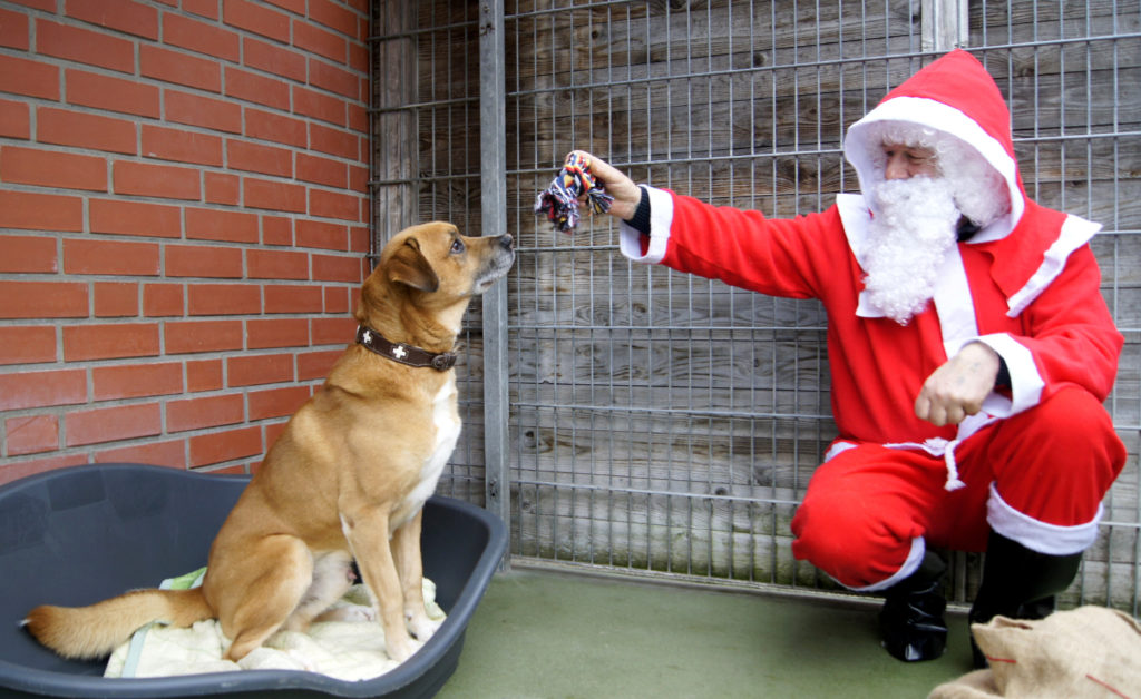 Tierheim Bremen: Der Weihnachtsmann füttert einen braven Hund.