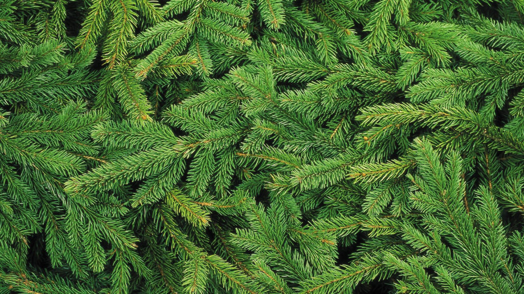 Weihnachtsbaum – Tannenzweige