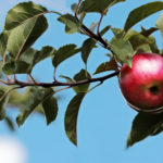 Obstbaumpaten
