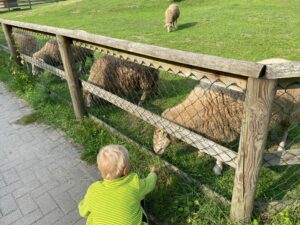 Schafe füttern auf der Kinder- und Jugendfarm in Borgfeld