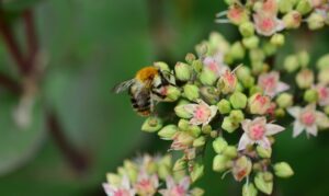 Begrünte Dächer: Bienen lieben den Mauerpfeffer, der auch auf Dächern wächst