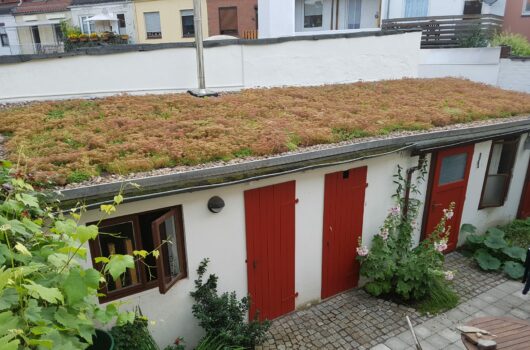 Begrünte Dächer - wie hier ein Schuppendach - bieten Vorteile für Mensch und Natur