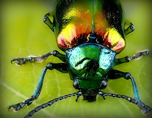 Ein Käfer als Aufmacherbild für den Bremer Blog Gregor Samsa sind ich