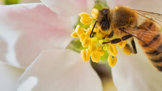 Bee Rent vermietet erfolgreich bundesweit Bienenvölker