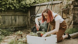 Urban Gardening: Eine Frau pflanzt in einer kleinen Kiste Erdbeeren an