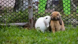 Kaninchen als Haustiere im Garten halten