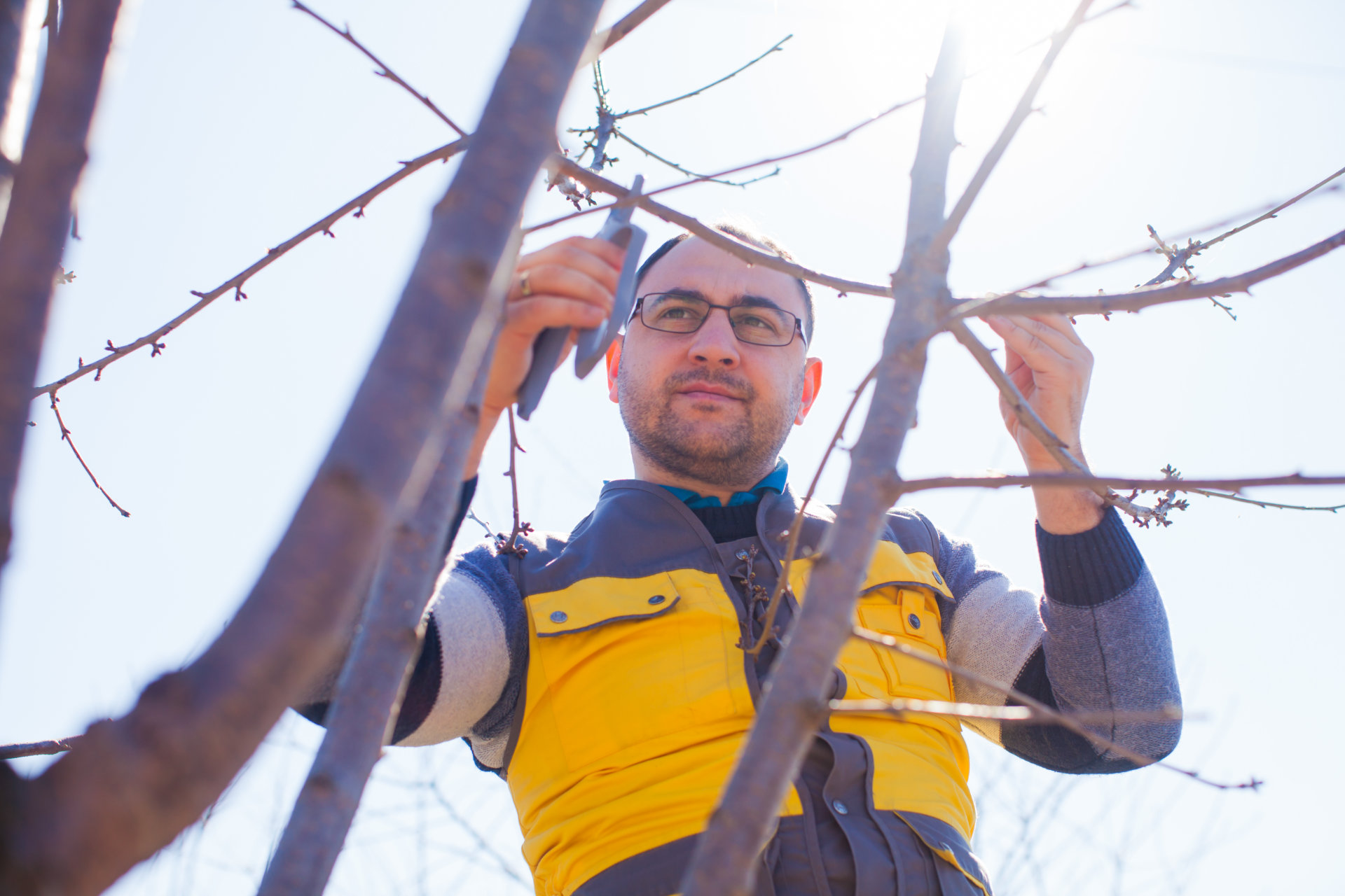 GartenGartenarbeit im Frühjahr: Junger Mann beschneidet einen Baum