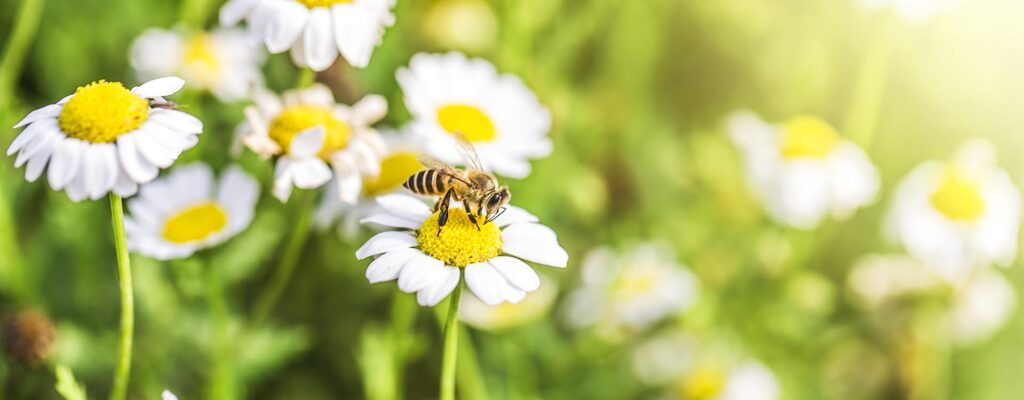 Biene Lebensraum