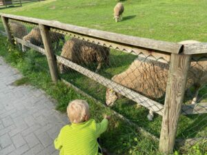 Ferienprogramm Bremen: Kind füttert Schaf auf Kinder- und Jugendfarm Borgfeld