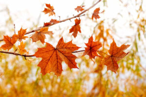 Fallende Blätter müssen im Herbst vor der Tür entfernt werden