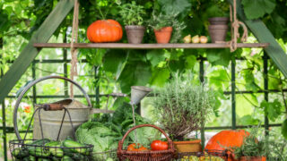 Ansicht auf ein Regal im Gewächshaus mit verschiedenem Gemüse