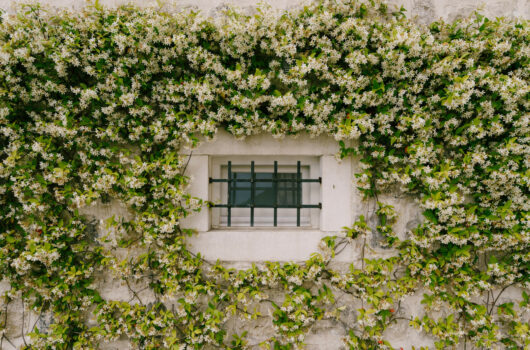 Ein bewachsenes Fenster mit Gitter ndavor