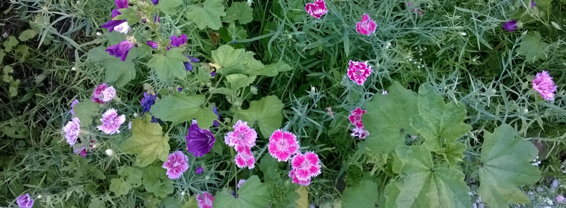 Nahaufnahme auf rosa und lila blühende Blumen