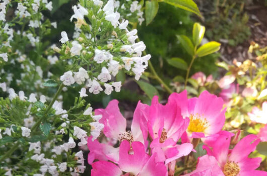 Bergminze und Rose im Garten von Manuela Kanies, der Betreiberin des Podcasts Gartenhelden