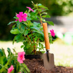 Eine pink blühende Pflanze im Garten mit einer kleinen Schippe