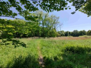 Blick ins Ruschdahlmoor