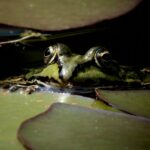 Fotografie eines Frosches, der aus dem Wasser schaut von Christian-Hans Bültemeier