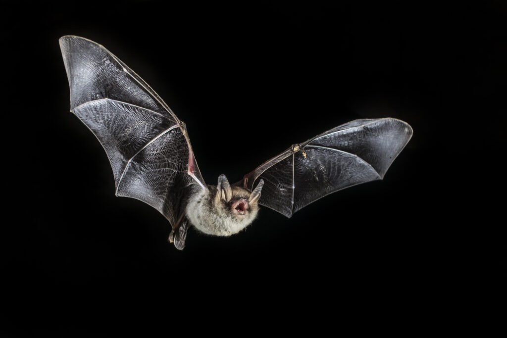 Fransenfledermaus im Flug _ Copyright NABU-Karsten Mosebach.jpg