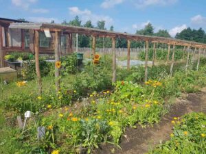Sommerlicher Blick über den Gemeinschaftsgarten Elli mit bunten Blumen, Gemüsebeeten und Holzstruktur