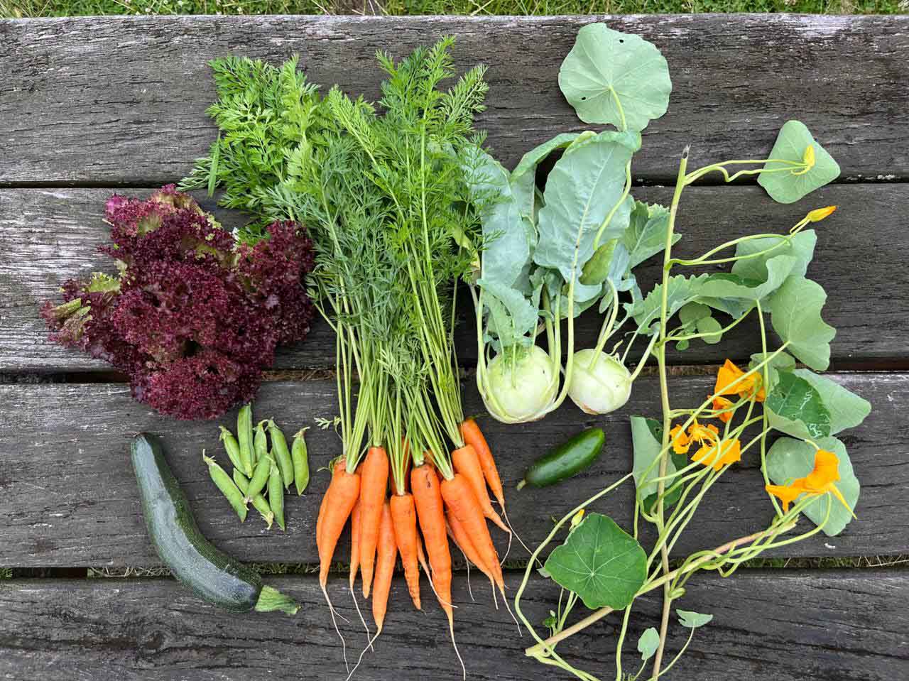 Frisch geerntetes Gemüse aus dem Gemeinschaftsgarten Elli – darunter Karotten, Kohlrabi, Zucchini und Salat