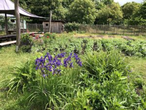 Kartoffelbeet im Gemeinschaftsgarten Elli in Bremen-Huchting im Mai