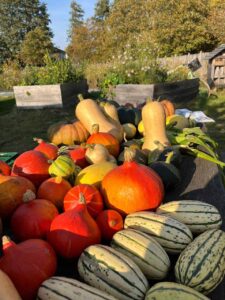 Bunte Kürbisse aus der Ernte im Gemeinschaftsgarten Elli in Bremen-Huchting im Herbst
