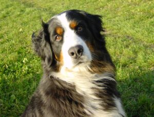 Berner Sennenhund auf einer Wiese