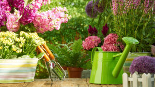 Gartenklönschnack mit Pflanzenbörse in Obervieland