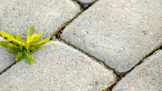 Bremen pflastert ab