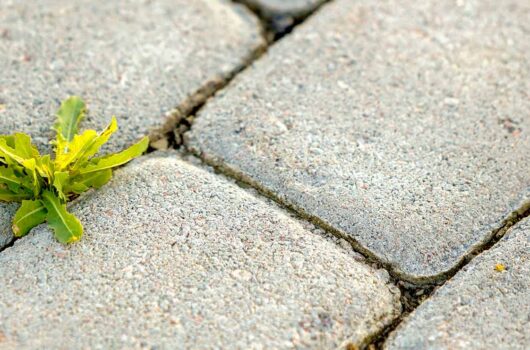Bremen pflastert ab Entsiegelung der Stadt