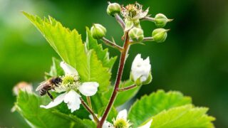 Ein Garten für Bienen & Co.