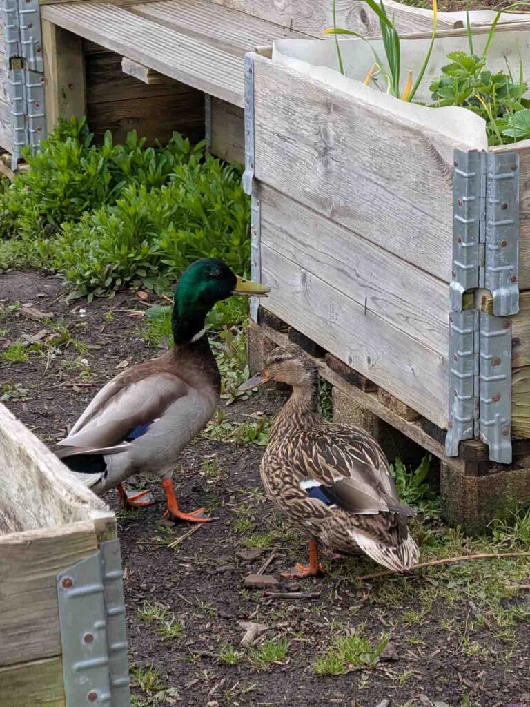 Zwei Enten stehen neben einem Hochbeet im Klimagarten Findorff