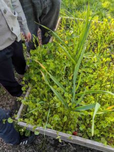 Üppig bewachsenes Hochbeet mit verschiedenen Pflanzen im Klimagarten Findorff