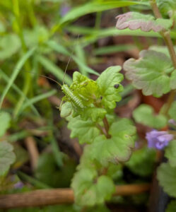 Kleines grünes Insekt sitzt auf einem Blatt im Klimagarten Findorff