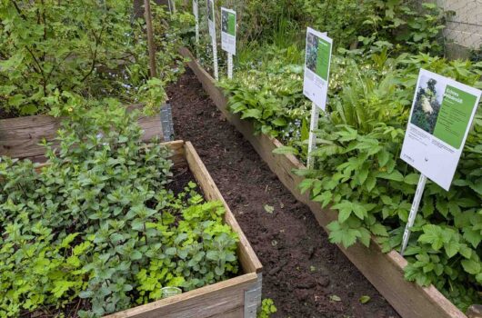 Kräuterbeete mit beschilderten Pflanzen im Klimagarten Findorff