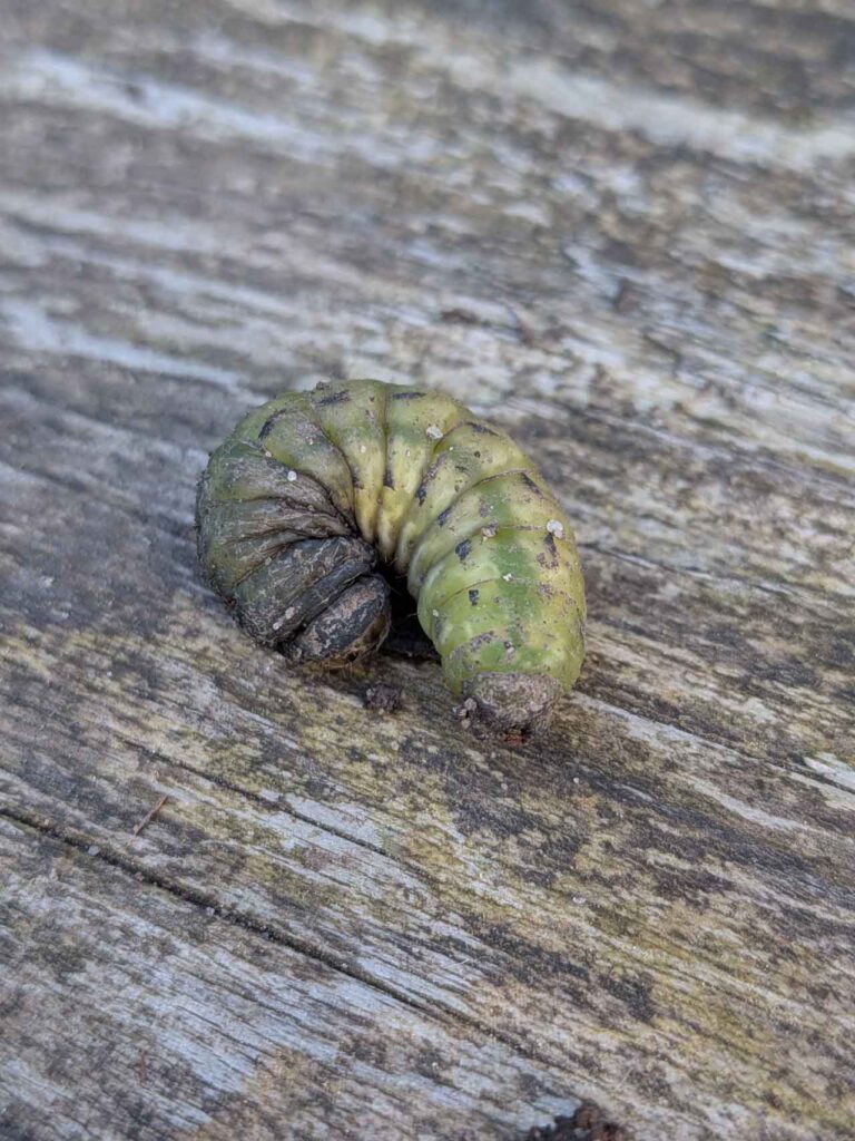 Grüne Raupe liegt auf einem Holzbrett im Klimagarten Findorff