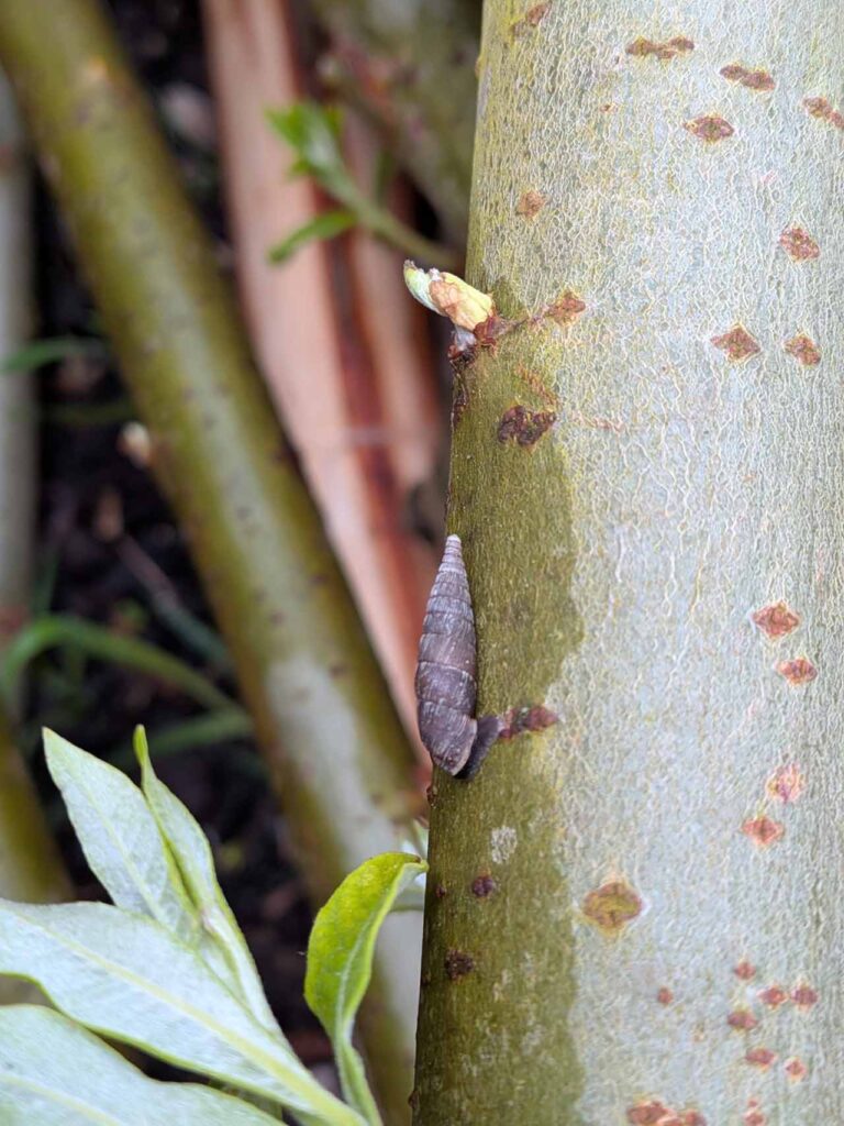 Kleine Schnecke kriecht an einem Ast im Klimagarten Findorff