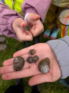 Kinder halten mehrere Schnecken auf der Hand und beobachten sie im Klimagarten Findorff