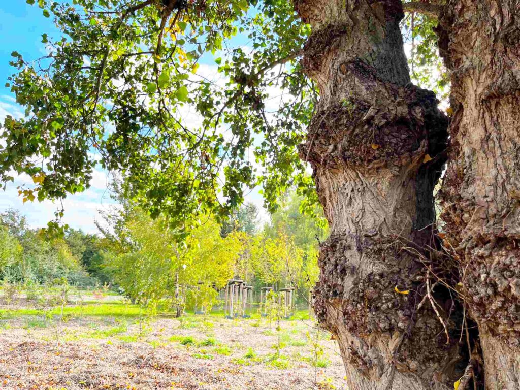 Hinter einem knorrigen alten Baum sieht man ein Beet mit Baumsetzlingen