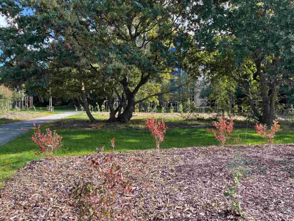 Junge Bäume in einem Beet im neuen Park Oslebshausen