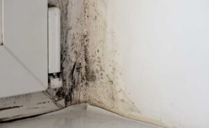 Dunkle Schimmelflecken an einer Fensterlaibung und in der angrenzenden Wandecke einer Wohnung.