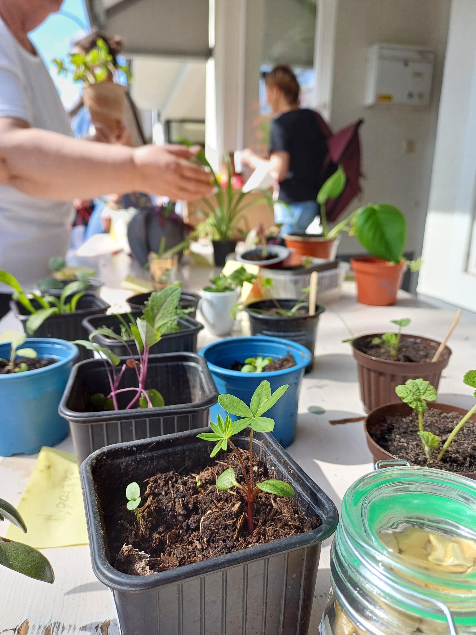 Zimmerpflanzentausch