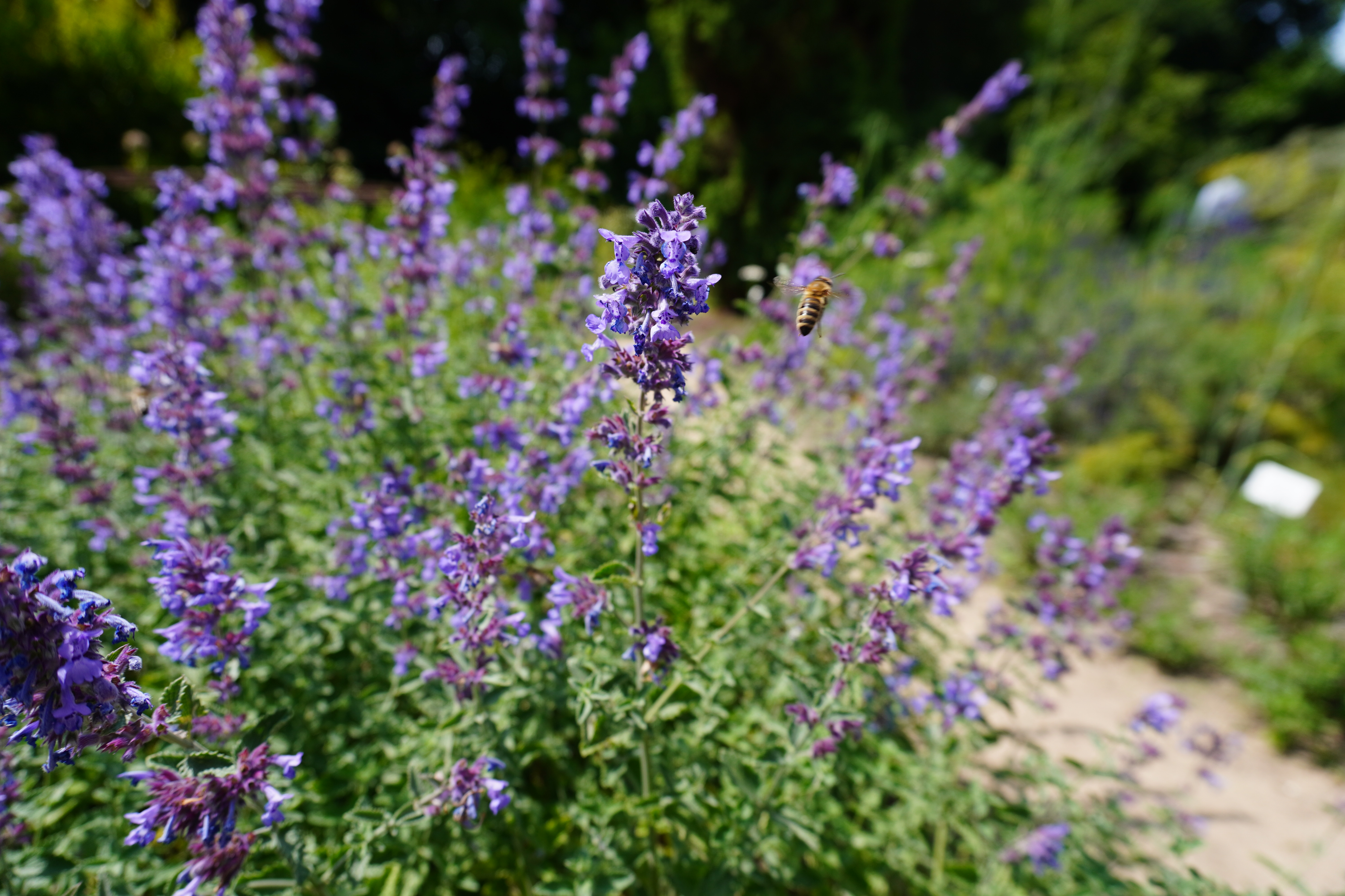 Wilde Vielfalt im Garten